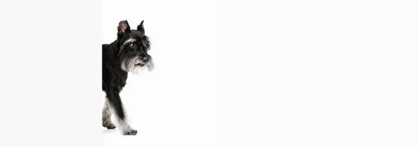 Cachorrinho bonito de cão Schnauzer Miniatura posando isolado sobre fundo branco — Fotografia de Stock