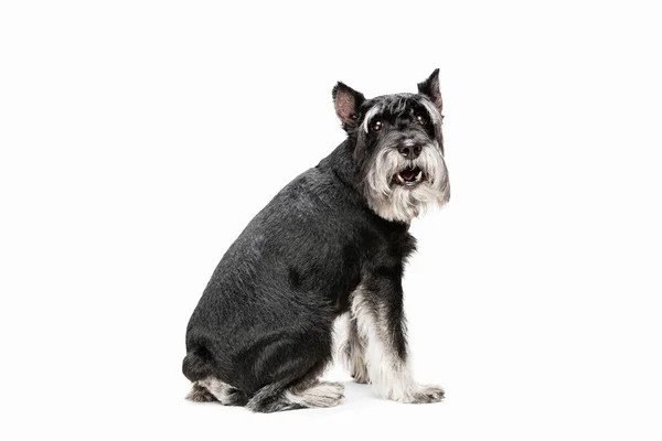 Lindo cachorro de perro miniatura Schnauzer posando aislado sobre fondo blanco — Foto de Stock