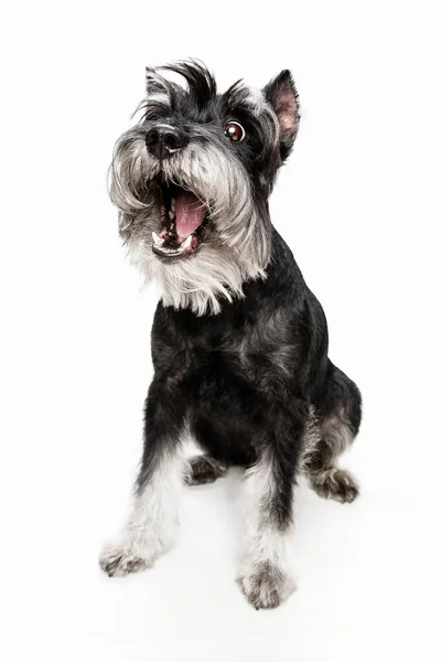 Cachorrinho bonito de cão Schnauzer Miniatura posando isolado sobre fundo branco — Fotografia de Stock