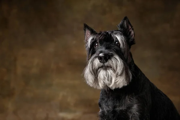 可愛いです子犬のミニチュアシュノーザー犬ポーズ隔離された暗い背景 — ストック写真