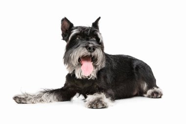 Minyatür Schnauzer köpeğinin şirin yavrusu beyaz arka planda yalnız poz veriyor.
