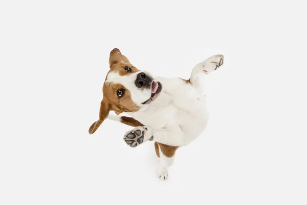 Küçük komik köpek Beagle beyaz stüdyo arka planında yalnız poz veriyor.. — Stok fotoğraf