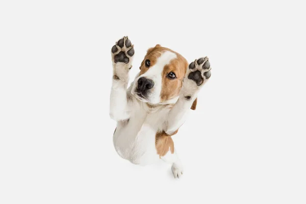 Kleiner lustiger Hund Beagle posiert isoliert über weißem Studiohintergrund. — Stockfoto