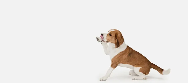 Kleiner lustiger Hund Beagle posiert isoliert über weißem Studiohintergrund. — Stockfoto
