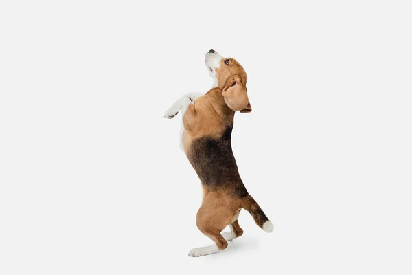 Μικρό αστείο σκυλί Beagle θέτουν απομονωμένη πάνω από το λευκό φόντο στούντιο. — Φωτογραφία Αρχείου