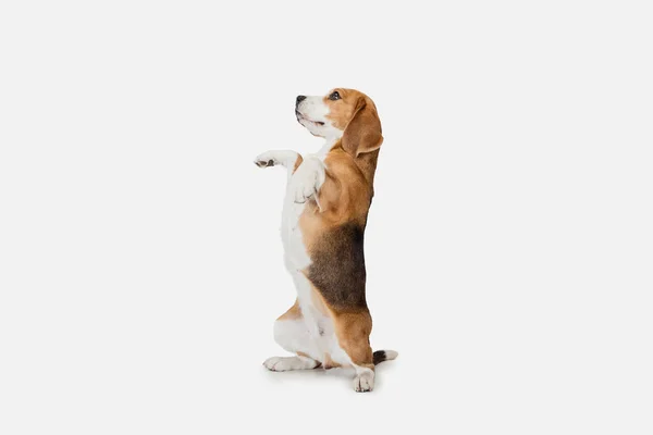 Pequeño perro divertido Beagle posando aislado sobre fondo de estudio blanco. —  Fotos de Stock