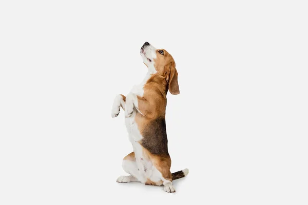 Mały zabawny pies Beagle pozowanie izolowane na białym tle studio. — Zdjęcie stockowe