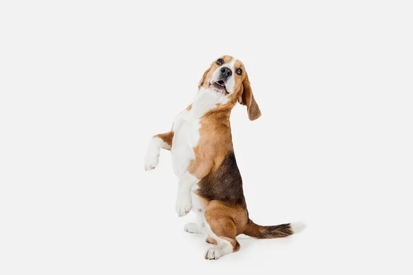 Pequeño perro divertido Beagle posando aislado sobre fondo de estudio blanco. —  Fotos de Stock