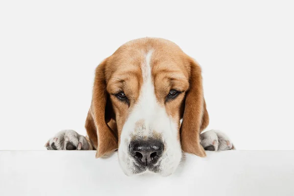 Mały zabawny pies Beagle pozowanie izolowane na białym tle studio. — Zdjęcie stockowe