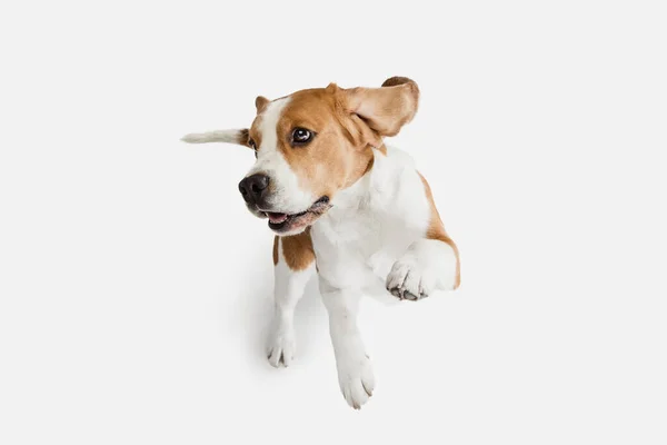 Pequeno cão engraçado Beagle posando isolado sobre fundo estúdio branco. — Fotografia de Stock