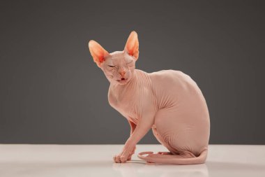 Şirin sfenks kedisi, gri stüdyo arka planında yalnız poz veren kedicik.