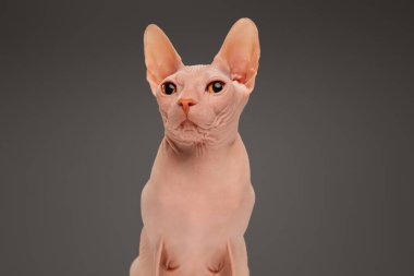Şirin sfenks kedisi, gri stüdyo arka planında yalnız poz veren kedicik.