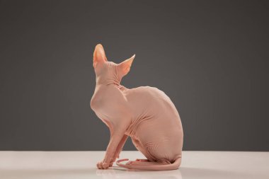 Şirin sfenks kedisi, gri stüdyo arka planında yalnız poz veren kedicik.