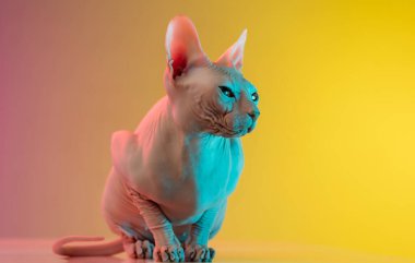 Şirin sfenks kedisi, kedicik neon ışıklarıyla izole edilmiş bir şekilde stüdyoda poz veriyor.