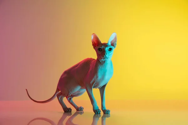 Söt sfinxkatt, kisse poserar isolerad över lutning studio bakgrund i neon ljus — Stockfoto