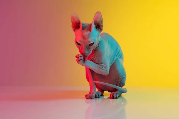 Roztomilý sphynx kočka, kočička pózování izolované přes gradient studio pozadí v neonovém světle — Stock fotografie