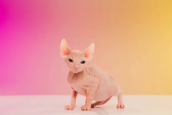 Chat sphynx mignon, chaton posant isolé sur fond de studio dégradé au néon — Photo