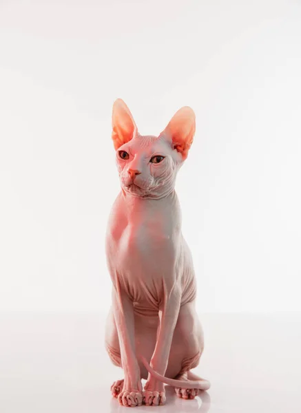 Mignon sphynx chat, minou posant isolé sur fond de studio blanc dans la lumière au néon — Photo