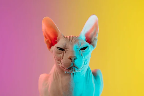 Cute sphynx cat, kitty posing isolated over gradient studio background in neon light — Stock Photo, Image