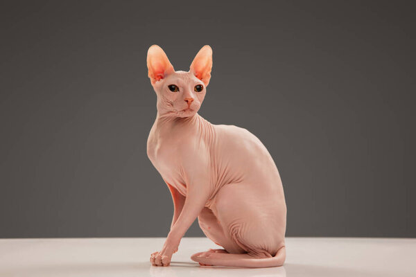 Cute sphynx cat, kitty posing isolated over gray studio background