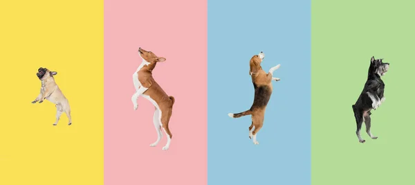 Kunstcollage aus lustigen fliegenden Hunden unterschiedlicher Rassen, die auf buntem Studiohintergrund hoch hinaus springen. — Stockfoto