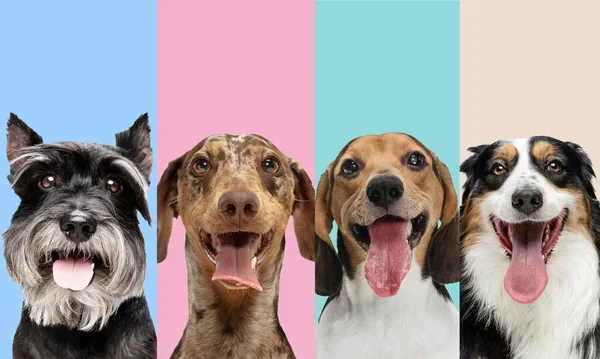 Collage d'art fait de chiens drôles différentes races sur fond de studio multicolore. — Photo