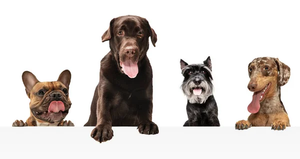 Art collage made of funny dogs different breeds posing isolated over white studio background. — Stock Photo, Image