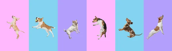다양 한 색깔의 스튜디오 배경 위에서 점프하는 여러 품종의 재미있는 날아다니는 개로 만들어 진 미술 콜라주. — 스톡 사진