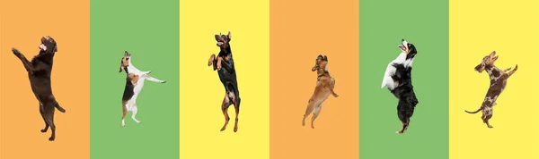 Art kollázs készült vicces repülő kutyák különböző fajták ugrás magas sokszínű stúdió háttér. — Stock Fotó