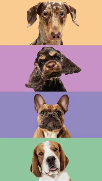 Colagem de arte feita de cães engraçados raças diferentes em fundo estúdio multicolorido. — Fotografia de Stock