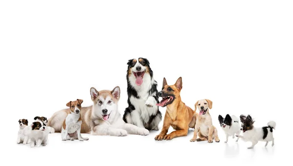Art collage gemaakt van grappige honden verschillende rassen poseren geïsoleerd over witte studio achtergrond. — Stockfoto