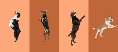 Komik uçan köpeklerden oluşan sanat kolajı farklı türlerden oluşuyordu. Stüdyonun çok renkli arka planında yükseğe atlıyordu..