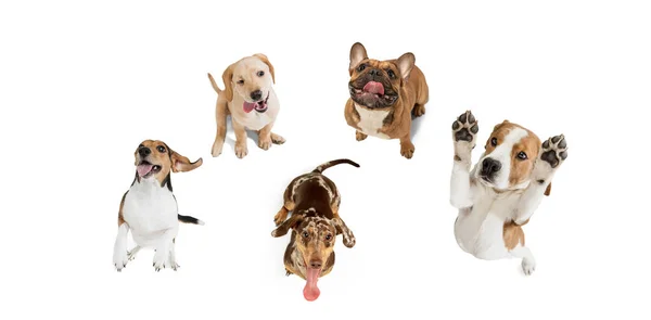 Art collage made of funny dogs different breeds posing isolated over white studio background. — Stock Photo, Image