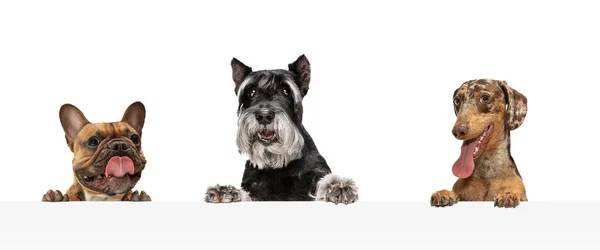 Колаж трьох смішних собак різних порід позує ізольовано на білому студійному фоні . — стокове фото