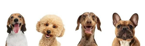 Close-up four cute dogs different breeds posing isolated over white studio background. Collage — Stock Photo, Image