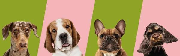 Art collage made of funny dogs different breeds on multicolored studio background. — Stock Photo, Image