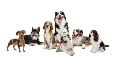 Garip köpeklerden yapılmış sanat kolajı beyaz stüdyo arka planında izole edilmiş farklı türler..