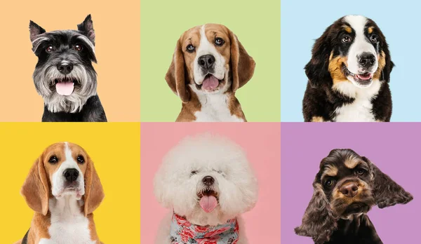Art collage made of funny dogs different breeds on multicolored studio background. — Stock Photo, Image