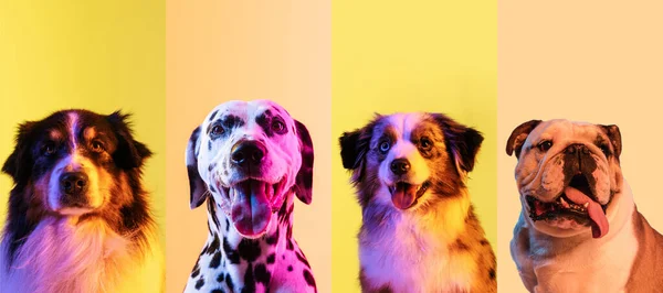 Art collage made of funny dogs different breeds on multicolored studio background in neon light. — Stock Photo, Image