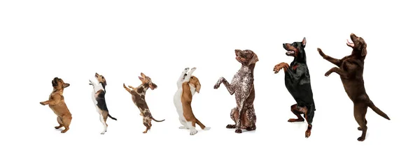 Kolaż słodkich zabawnych psów różnych ras stojących na białym tle studio. — Zdjęcie stockowe