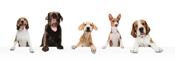 Art collage made of funny dogs different breeds posing isolated over white studio background. — Stock Photo, Image