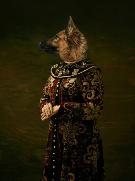 Modelo como pessoa da realeza medieval em roupas vintage encabeçadas pela cabeça do cão no fundo escuro do vintage. — Fotografia de Stock