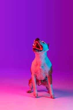 Saf köpek teriyerinin tam boy portresi stüdyo arkaplanından izole edilmiş neon gradyan pembe mor ışıkta..