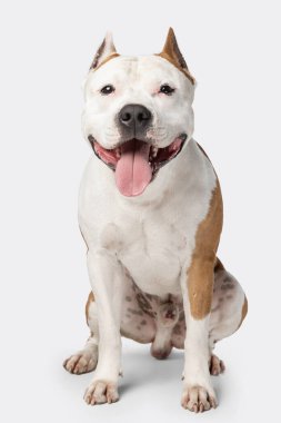 Beyaz stüdyo arka planında izole edilmiş kameraya bakan safkan köpek staffordshire Teriyerinin yakın portresi.