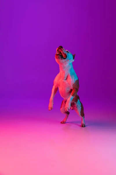 Full length portrait of purebred dog staffordshire terrier jumping isolated over studio background in neon gradient pink purple light. — Stock Photo, Image