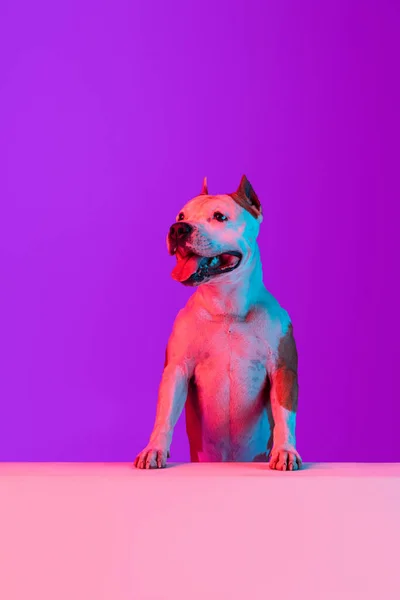 Funny big dog staffordshire terrier posing isolated over studio background in neon gradient pink purple light. — Stock Photo, Image