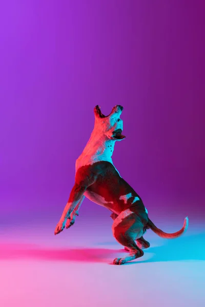Full length portrait of purebred dog staffordshire terrier jumping isolated over studio background in neon gradient pink purple light. — Stock Photo, Image