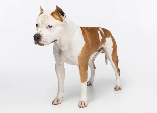 Portrait de chien de race staffordshire terrier regardant loin isolé sur fond de studio blanc. — Photo