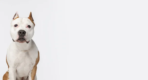 Primer plano retrato de pura raza perro staffordshire terrier mirando cámara aislada sobre fondo de estudio blanco. Volante — Foto de Stock