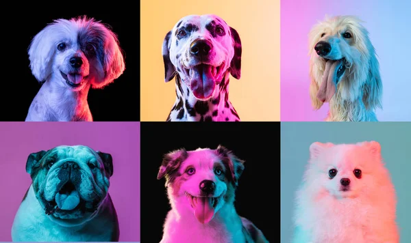 Art collage made of funny dogs different breeds on multicolored studio background in neon light. — Stock Photo, Image